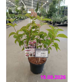 Hydrangea arb. 'Candybelle Bubblegum'® C 2,5 L